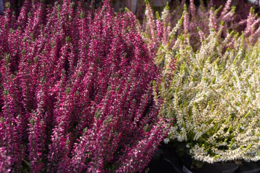 piyasada bir sokak sonbahar Ekim city stuttgart ve Münih yakınındaki güney Almanya kırsalında taze frost dayanıklı çiçekler