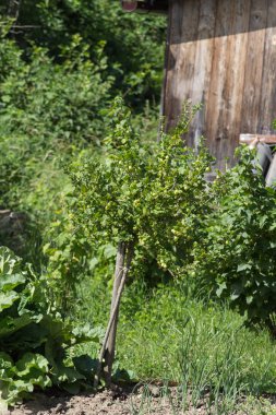 Haziran ayında Güney Almanya çok güneşli bir günde gördüğünüz sebze ve salata ve kırsal kesimde açık dünya üzerindeki çiçekler