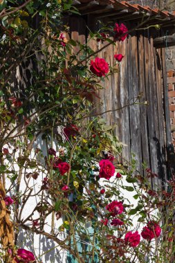 Açık mavi gökyüzü ve sıcak bir gün ile Güney Alman kırsal pastırma yazı Ekim ay üzerinde gül bahçesi ile çatı çiftlik evi