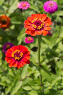 yakın Güney Almanya kırsal renkli çiçekler güneşli bir stuttgart şehir ve Münih yakınında Ağustos bakın