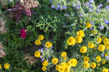 Sen görmek detayları ve yazlık ülke çiçek çiftlik evinin Bahçe ambiyans içinde renklerle harika turuncu kırmızı ve pembe ve mavi renkler çok güneşli Güney Almanya'da Temmuzda