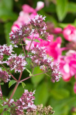 çok güneşli Güney Almanya'da Temmuzda çiğ sarı turuncu kırmızı zemin üzerine aşırı renkli çiçeklere bakın
