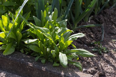 yakın bir yazlık bahçesinde meyve bitkiler güneşli bir Temmuz gününde Güney Almanya Münih şehri yakınlarında ve stuttgart bakmak