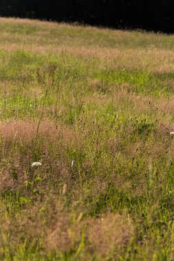 Haziran ayında Güney Almanya çok güneşli bir günde gül ve pembe mor colord çim alan Mısır arka planda önce ayrıntılı görmek