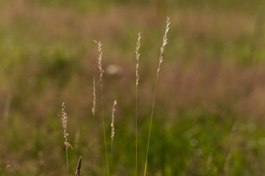 Haziran ayında Güney Almanya çok güneşli bir günde gül ve pembe mor colord çim alan Mısır arka planda önce ayrıntılı görmek