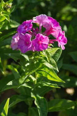 Sen görmek detayları ve çiftlik evinin Bahçe ambiente yazlık ülke çiçek renkleri harika turuncu kırmızı ve pembe ve mavi renkler ile Haziran ayında Güney Almanya çok güneşli bir günde