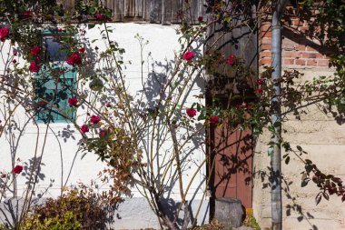 Açık mavi gökyüzü ve sıcak bir gün ile Güney Alman kırsal pastırma yazı Ekim ay üzerinde gül bahçesi ile çatı çiftlik evi