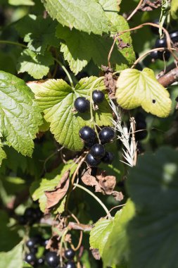 Sen görmek detayları ve yazlık ülke çiftlik evinin Bahçe ambiyans çiçeklenir renkleri harika turuncu kırmızı ve pembe ve mavi renkler ile Haziran ayında Güney Almanya çok güneşli bir günde