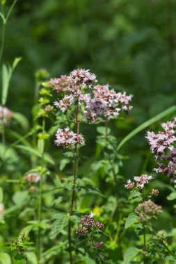 çiçeği güçlü renkler ve her çiçek çiçek Güney Alman kayın ormanı atmosferin koyu arka plan ayrı fark