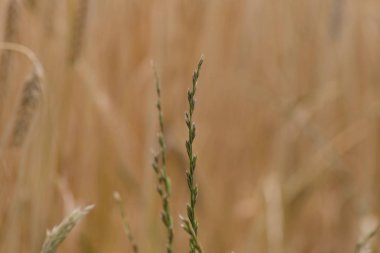 Haziran ayında Güney Almanya çok güneşli bir günde buğday bitki ve mısır tarlası zemin üzerine mavi çiçek çiçekler ayrıntılarını görmek