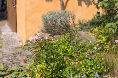 Sonunda yaz Eylül ar kırsal kırsal Münih ve stuttgart yakınındaki Güney Alman yazlık bahçe