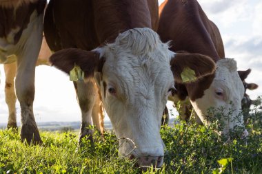 bir Eylül akşam gökyüzü günbatımı gökyüzü ve yeşil çim mavi renklerle stuttgart şehir yakınlarındaki Güney Almanya alanda bir sığır inek