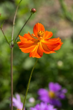 Sen görmek detayları ve yazlık ülke çiftlik evinin Bahçe ambiyans çiçeklenir renkleri harika turuncu kırmızı ve pembe ve mavi renkler ile Haziran ayında Güney Almanya çok güneşli bir günde
