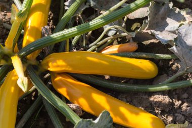 Haziran ayında Güney Almanya çok güneşli bir günde ayrıntıları ve sebze ve salata gibi yeşil bitkilerin renkleri görmek