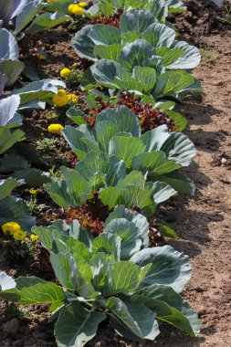 Haziran ayında Güney Almanya çok güneşli bir günde salata ve kırsal kesimde açık kahverengi dünya üzerindeki çiçekler gibi yeşil bitkiler görmek