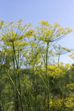 Sen görmek detayları ve yazlık ülke çiftlik evinin Bahçe ambiyans çiçeklenir renkleri harika turuncu kırmızı ve pembe ve mavi renkler ile Haziran ayında Güney Almanya çok güneşli bir günde