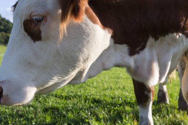 bir Eylül akşam gökyüzü günbatımı gökyüzü ve yeşil çim mavi renklerle stuttgart şehir yakınlarındaki Güney Almanya alanda bir sığır inek