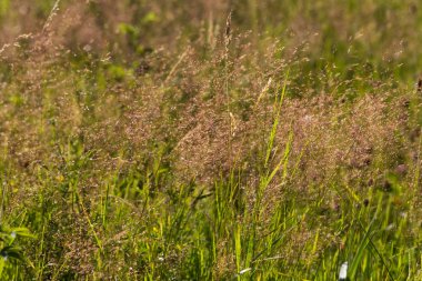 Haziran ayında Güney Almanya çok güneşli bir günde gül ve pembe mor colord çim alan Mısır arka planda önce ayrıntılı görmek