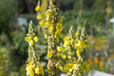 Sen görmek detayları ve yazlık ülke çiçek çiftlik evinin Bahçe ambiyans içinde renk sarı turuncu kırmızı ve pembe ve mavi renkleri ile Haziran ayında Güney Almanya çok güneşli bir günde