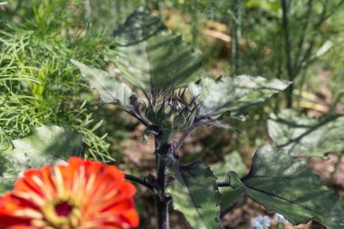 Sen görmek detayları ve yazlık ülke çiftlik evinin Bahçe ambiyans çiçeklenir renkleri harika turuncu kırmızı ve pembe ve mavi renkler ile Haziran ayında Güney Almanya çok güneşli bir günde