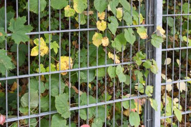 ay Ekim renkli kırmızı ve yeşil yaprakları bir çit ve Güney Almanya tarihi şehir stuttgart yakınındaki duvara gösterir düşmek