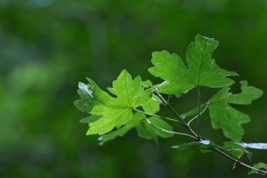 çiçeği güçlü renkler ve her çiçek çiçek Güney Alman kayın ormanı atmosferin koyu arka plan ayrı fark