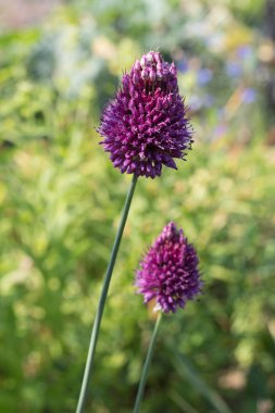 Sen görmek detayları ve tek closeup yazlık ülke çiçek çiftlik evinin Bahçe ambiyans içinde renklerle harika turuncu kırmızı ve pembe ve mavi renkler çok güneşli Güney Almanya'da Temmuzda