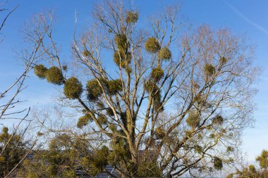 ağaçların dalları ve onlara çilek Münih şehir ve stuttgart yakınındaki mavi gökyüzü parlak güneş parlar ne zaman sonbahar Kasım peyzaj