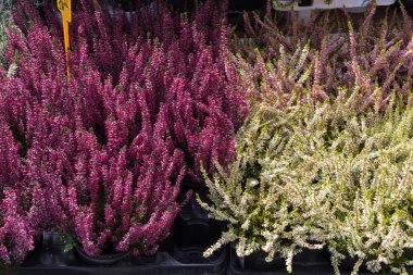 piyasada bir sokak sonbahar Ekim city stuttgart ve Münih yakınındaki güney Almanya kırsalında taze frost dayanıklı çiçekler