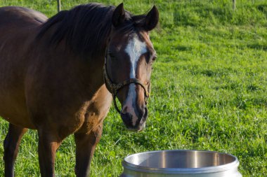 daha önce ufuk mavi gökyüzü ve bulutlar ile büyük ve küçük atlar çim bir güneşli yaz akşamı Güney Almanya'da yiyorsun