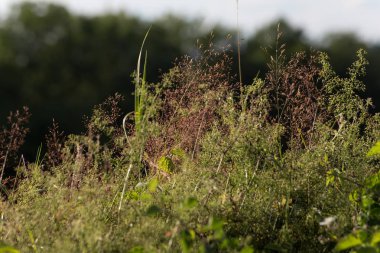 Haziran ayında Güney Almanya çok güneşli bir günde gül ve pembe mor colord çim alan Mısır arka planda önce ayrıntılı görmek