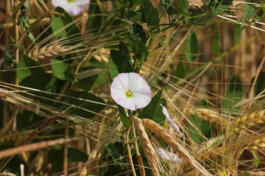 Haziran ayında Güney Almanya çok güneşli bir günde gördüğünüz buğday bitki ve mısır tarlası altın arka plan üzerinde pembe beyaz çiçek çiçekler