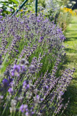 Sen görmek detayları ve çiftlik evinin Bahçe ambiente yazlık ülke çiçek renkleri harika turuncu kırmızı ve pembe ve mavi renkler ile Haziran ayında Güney Almanya çok güneşli bir günde