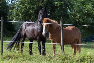 siyah ve kahverengi at üstünde Temmuz sıcak yaz günü bir padok Münih şehir ve stuttgart yakınındaki güney Almanya kırsal kırsal kesimde