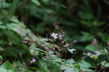 çiçeği güçlü renkler ve her çiçek çiçek Güney Alman kayın ormanı atmosferin koyu arka plan ayrı fark