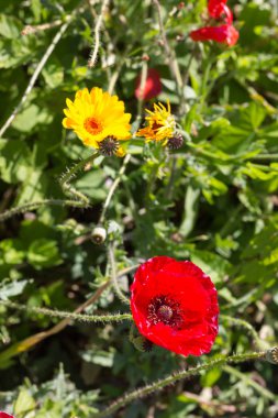 çok güneşli Güney Almanya'da Temmuzda ayrıntıları ve renkleri yazlık ülke çiçek çiftlik evi Bahçe ambiyans Güney gökyüzünün kırmızı ve pembe ve mavi renk ile dolu görmek