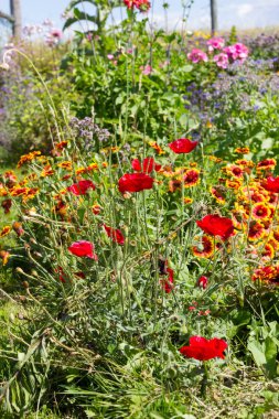 çok güneşli Güney Almanya'da Temmuzda ayrıntıları ve renkleri yazlık ülke çiçek çiftlik evi Bahçe ambiyans Güney gökyüzünün kırmızı ve pembe ve mavi renk ile dolu görmek