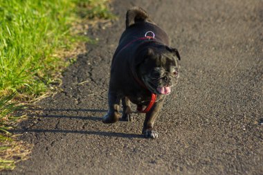 bir yol üzerinde yeşil city stuttgart yakınındaki Güney Alman kırsal alana yanında güneşli Eylül akşam walk, adlandırılmış adelheid siyah renk pug mops