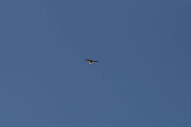 yüksek mavi gökyüzünde uçan toygar