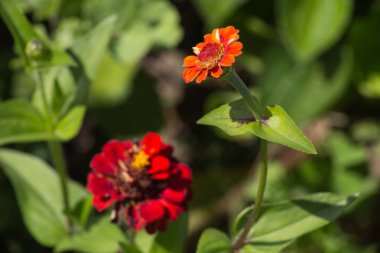 Sen görmek detayları ve yazlık ülke çiftlik evinin Bahçe ambiyans çiçeklenir renkleri harika turuncu kırmızı ve pembe ve mavi renkler ile Haziran ayında Güney Almanya çok güneşli bir günde