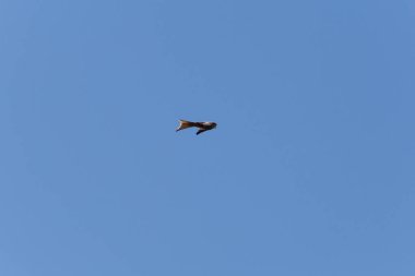 Haziran ayında Güney Almanya çok güneşli bir günde uçurtma kadar yüksek mavi yaz gökyüzünde görmek