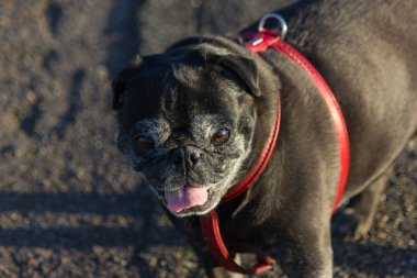 bir yol üzerinde yeşil city stuttgart yakınındaki Güney Alman kırsal alana yanında güneşli Eylül akşam walk, adlandırılmış adelheid siyah renk pug mops