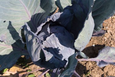 Haziran ayında Güney Almanya çok güneşli bir günde ayrıntıları ve sebze ve salata gibi yeşil bitkilerin renkleri görmek