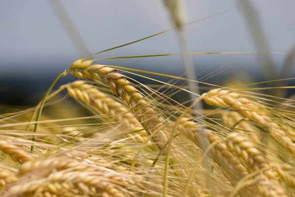 Maisgras Und Pflanzen Auf Dem Land — Stockfoto