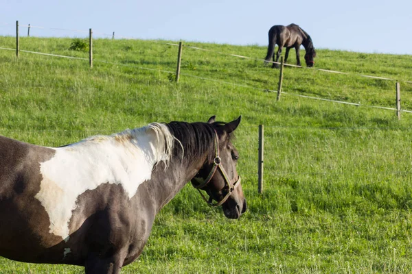 Horizon Blue Sky Clouds Big Small Horses Eating Grass Sunny — Stock Photo, Image