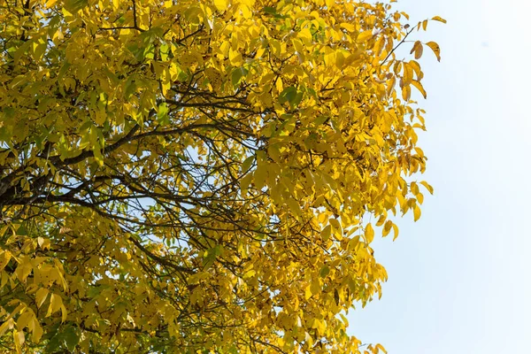 Вересні Потрапляють Південній Німеччині Дерев Листя Осінній Пейзажами Барвисті Рослини — стокове фото