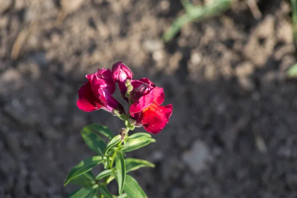 Velmi Slunečného Dne Červnu Jižním Německu Zobrazí Detaily Barvy Země — Stock fotografie