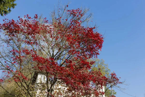 秋の植物の葉し 果実ではシュトゥットガルトとミュンヘンの都市の近くに南ドイツの田舎地域の青い空と美しい晴れた日に紅葉 — ストック写真
