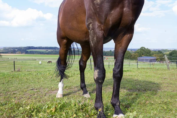 Braunes Pferd Auf Einer Koppel Mit Grünem Rasen Und Blauem — Stockfoto