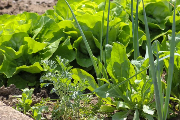 Día Muy Soleado Junio Sur Alemania Ven Plantas Verdes Como — Foto de Stock